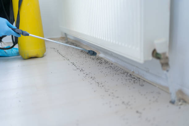 Best Flea Control Services  in Kiefer, OK